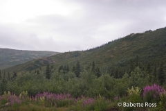 Back Country