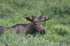 Moose