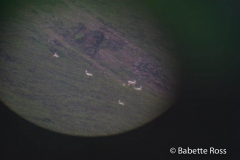 Dall Sheep