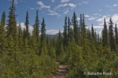 Healy Overlook Trail