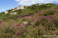 Howth 2008-07-19