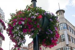 Flowerpot 2008-07-20