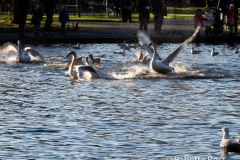 St. Stephen's Green 2013-12-29