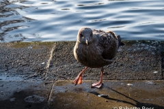 St. Stephen's Green 2013-12-29