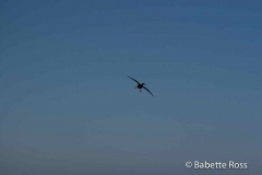 Cormorant at Taiaroa Head