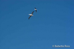 Albatros