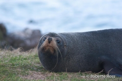 Fur Seal
