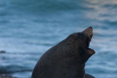 Fur Seal