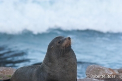 Fur Seal