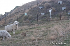 Sheep