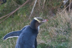 Yellow Eyed Penguin