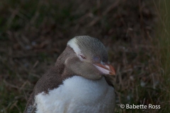 Yellow Eyed Penguin
