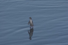 Yellow Eyed Penguin