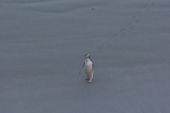Yellow Eyed Penguin