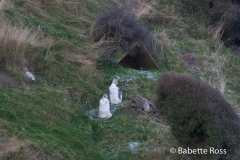Yellow Eyed Penguins