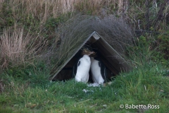 Yellow Eyed Penguins
