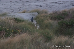Yellow Eyed Penguins