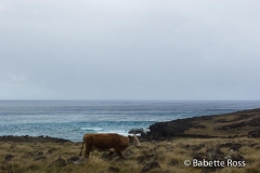 Rapa Nui - Easter Island