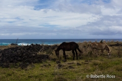 Rapa Nui - Easter Island