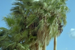 Windy