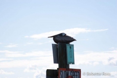 Gulf Coast, FL
