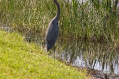 Boynton