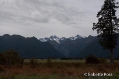 Fox Glacier