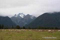 Fox Glacier