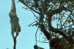 Barbary Apes, Gibralter