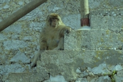 Barbary Apes, Gibraltar
