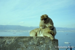 Barbary Apes, Gibraltar
