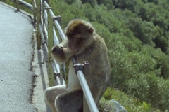 Barbary Apes, Gibraltar