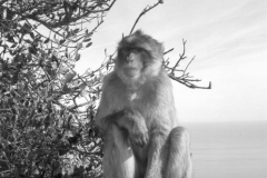 Barbary Apes, Gibraltar