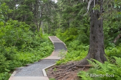 Gridwood Trail