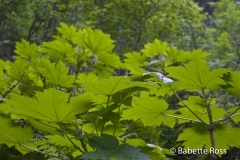 Leaves
