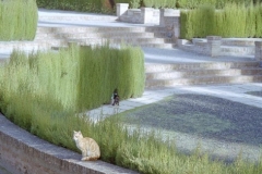 Cats at the Alhambra