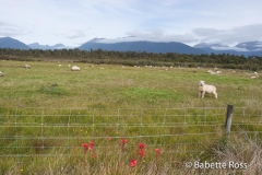 Haast