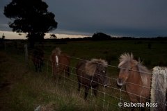 Haast