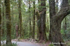 Haast Pass Trails