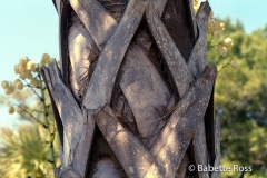 Palmetto Tree