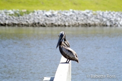 Pelican
