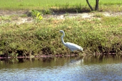 Egret