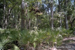 Palmetto Tree