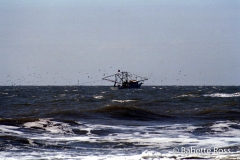 Shrimp Boat