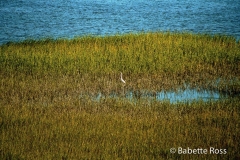 Egret