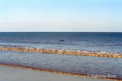 Dolphin