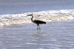 Blue Heron
