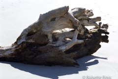 Driftwood