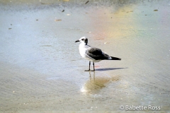 Gull