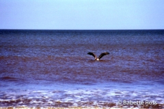 Pelican